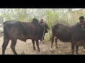 First Time Buffalu Meeting Video - Cow Meeting Video in My Village Part 1
