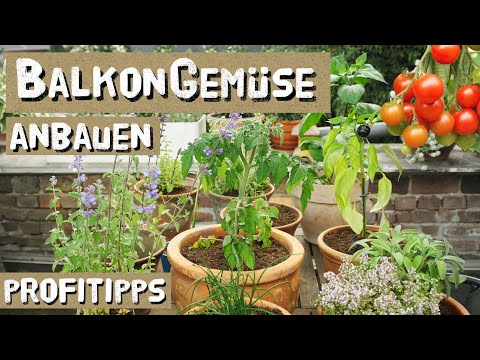 Video: So Bauen Sie Frühes Gemüse In Ihrem Garten An