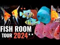 Discus fish  angelfish  fish room tour  german blue rams