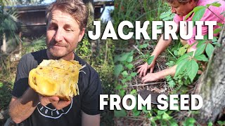Starting Jackfruit from Seed the Super Easy Way