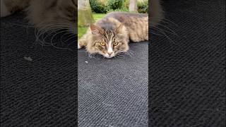 Говорящий кот shorts tiktok funny turkey türkiye cat cats catlover dog cute kitten dogs