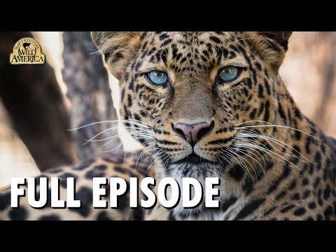 Wild America (1983) | S7 E7 &rsquo;Wild Cats&rsquo; | Full Episode | FANGS