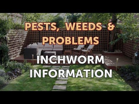 Inchworm Information