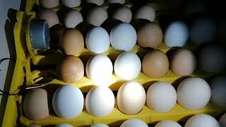 Овоскопирование куриных яиц на 6 день. Ожидала немножко больше.