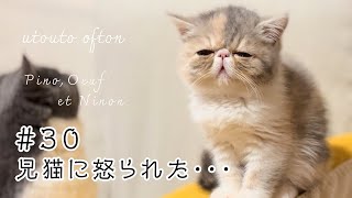 【ニノン】兄猫に怒られた・・・ by うとうとおふとん 5,818 views 6 months ago 1 minute, 8 seconds