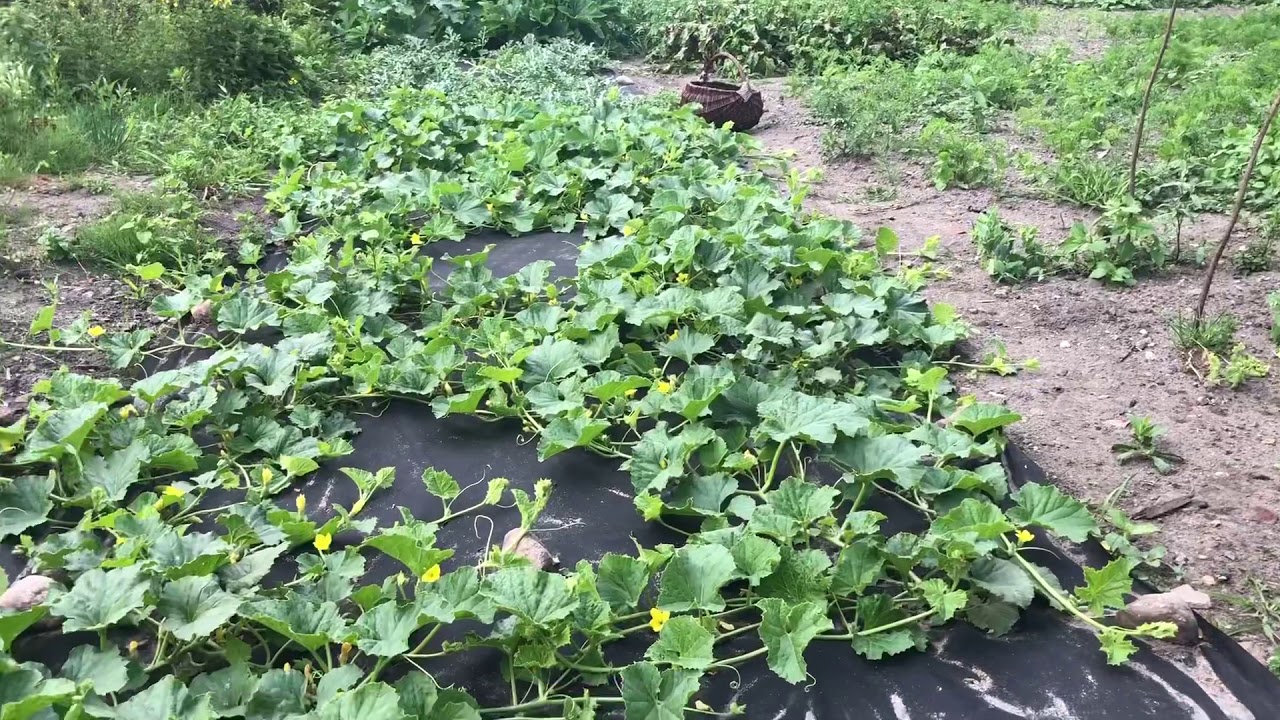 Uprawa melona, arbuza i cukinii. Stan na 02.07.2020 YouTube