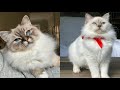 BIRMAN CATS 2021 の動画、YouTube動画。