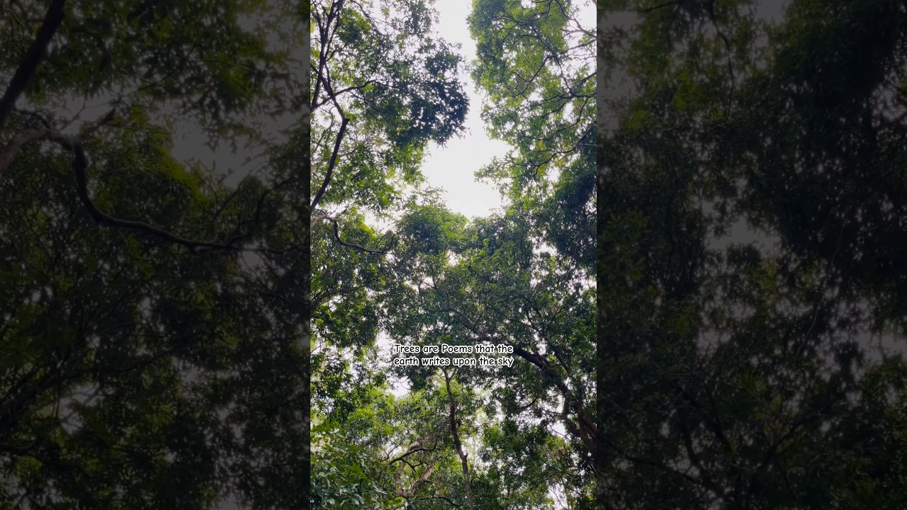 Forest Sounds | Woodland Ambience with Bird Songs