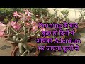 How To Force Adenium To Grow Multiple Branches || Adeniums को कब, क्यों ,  कितना Prune करें |