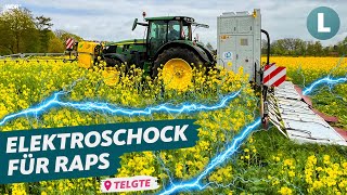 Landwirt testet Alternative zu Chemie - Unkrautvernichtung | WDR Lokalzeit Land.Schafft.