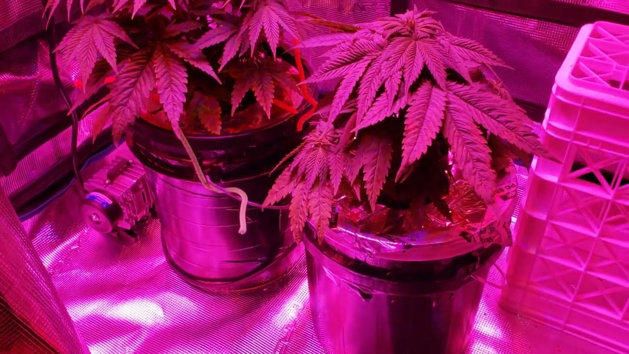 Wills 2000w Cree COB LED Grow Light