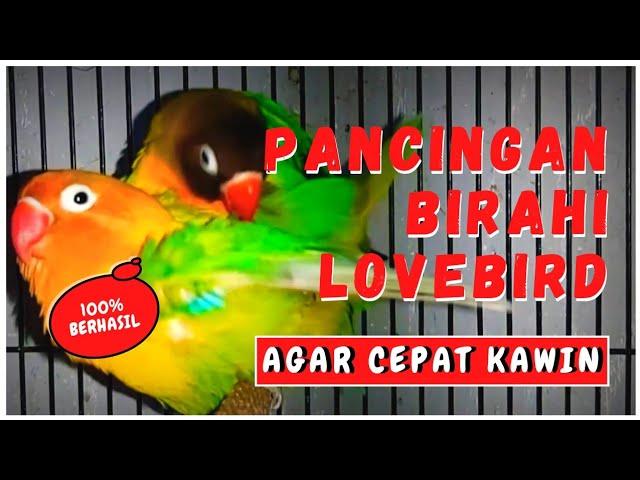 SUARA LOVEBIRD KAWIN 100% AMPUH LANGSUNG BIRAHI class=
