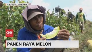 Panen Raya Melon, Hasil Menggiurkan Tembus Ratusan Juta Per Hektar