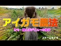 令和4年「アイガモ米」アイガモたちが田んぼデビュー！
