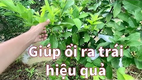 #20 Kết quả của việc bấm đọt và cắt tỉa cành Ổi thường xuyên | Thanh Bình Farm