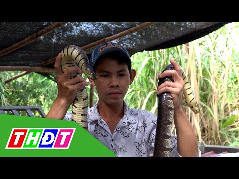 Video: Thông tin về Bầu Rắn - Cách Nuôi Rắn Bầu