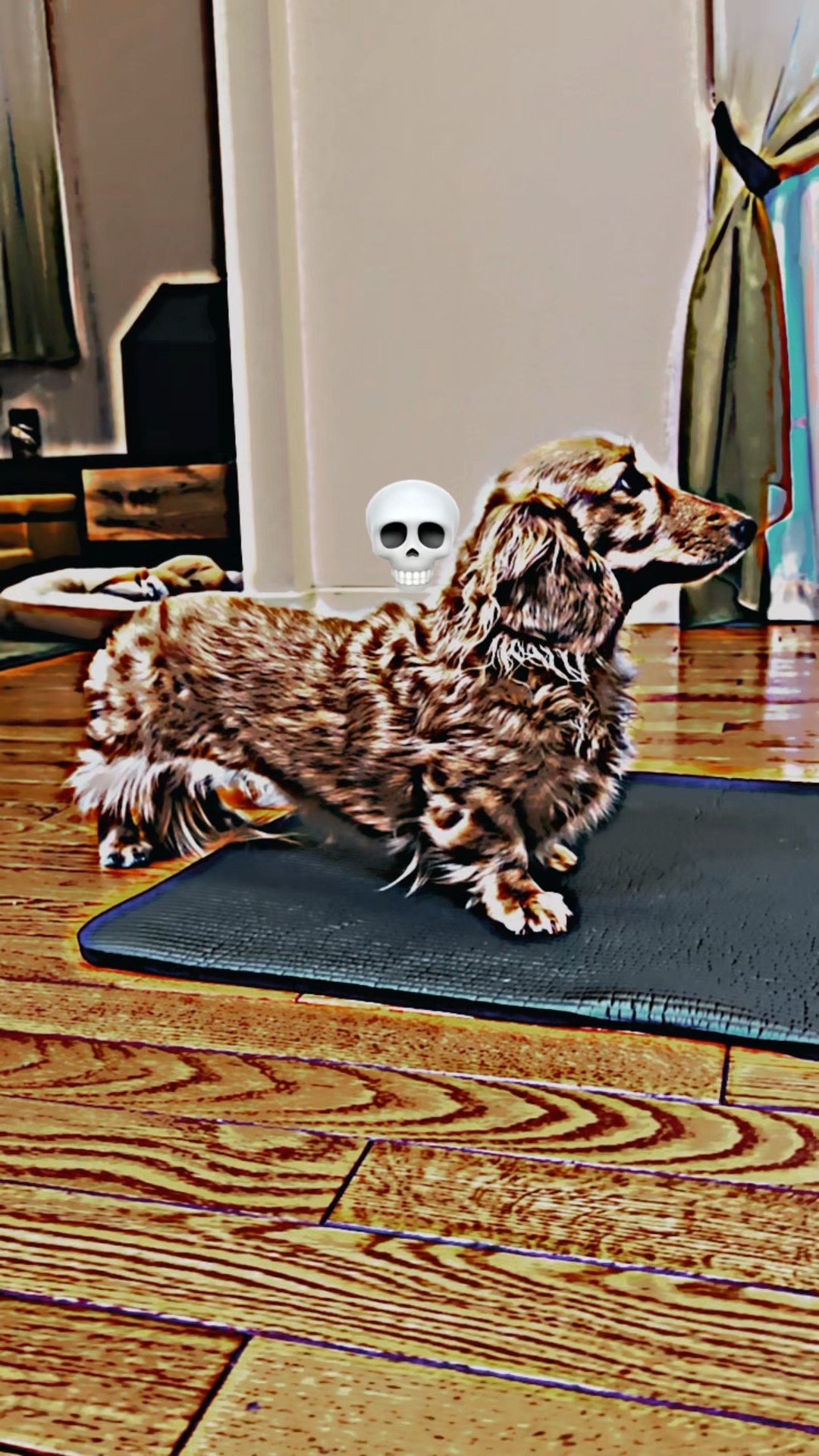 ⁠@CRAZYGREAPA  #dog