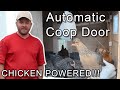 MUST SEE Automatic Chicken Coop Door (chicken powered, no solar, no power, no motors)