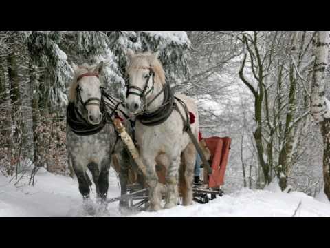 Wie Longiert Man Ein Pferd, Das Nicht Longieren Will?