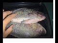 pano maglinis ng tilapia? #canada #fish #2022 #cooking