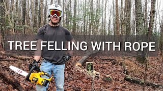 Strand Farm | Tree Felling with Rope