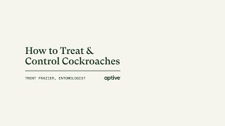 How to Treat and Control Cockroaches