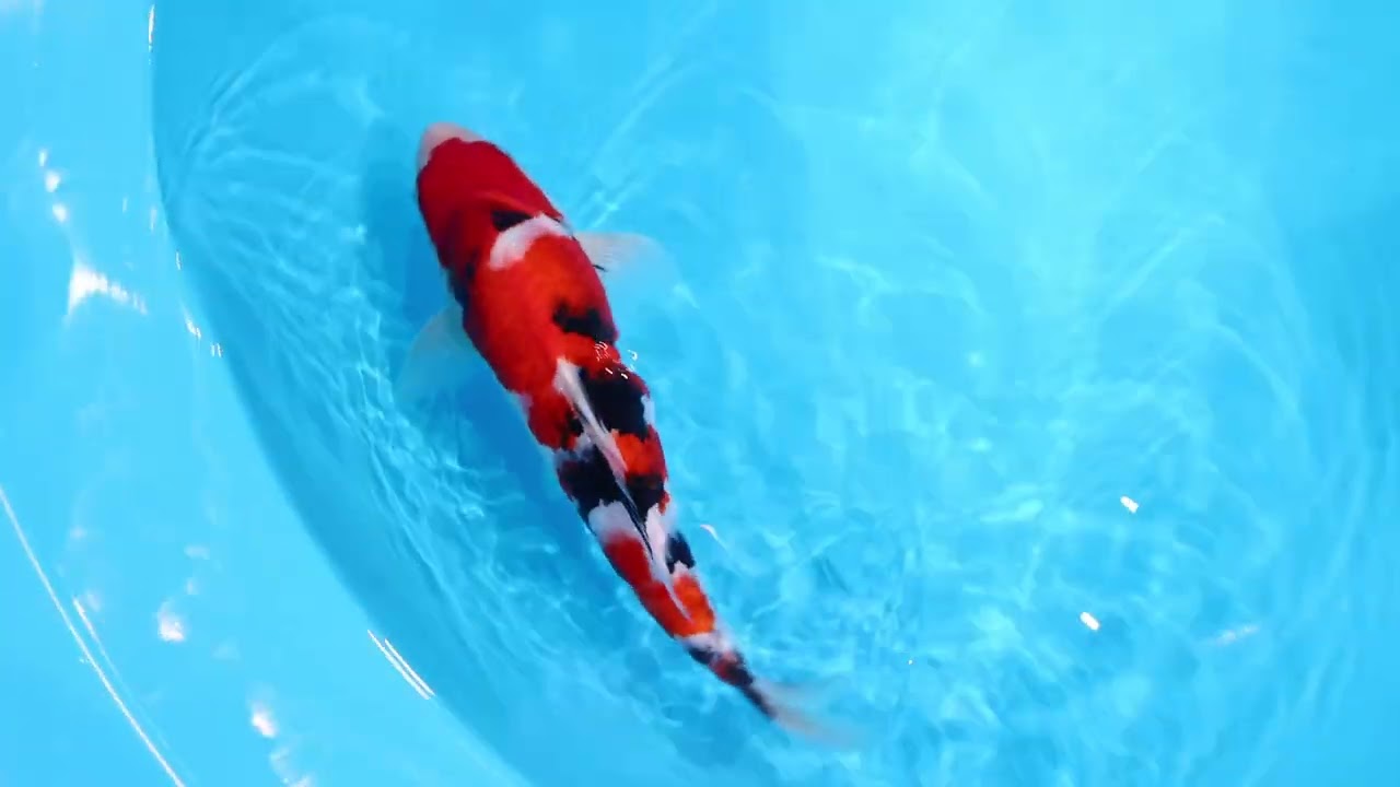 18周年記念ライブ鯉オークション！】260517-063の出品鯉のご紹介