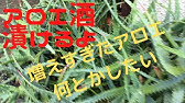 アロエの育て方 コメリhowtoなび Youtube アロエの育て方 コメリhowtoなび Youtube