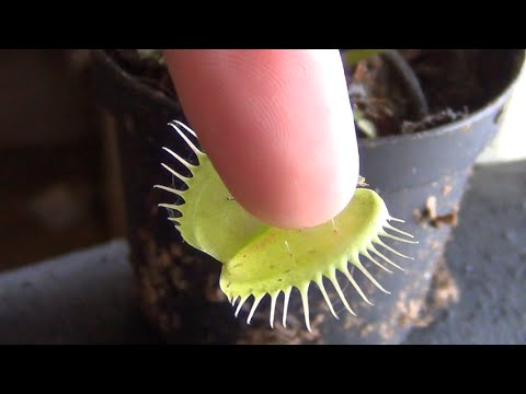 Venus Flytrap Bites Finger! Bloody Or Safe!