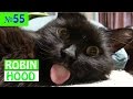 ПРИКОЛЫ 2017 с животными. Смешные Коты, Собаки, Попугаи // Funny Dogs Cats Compilation. Март №55