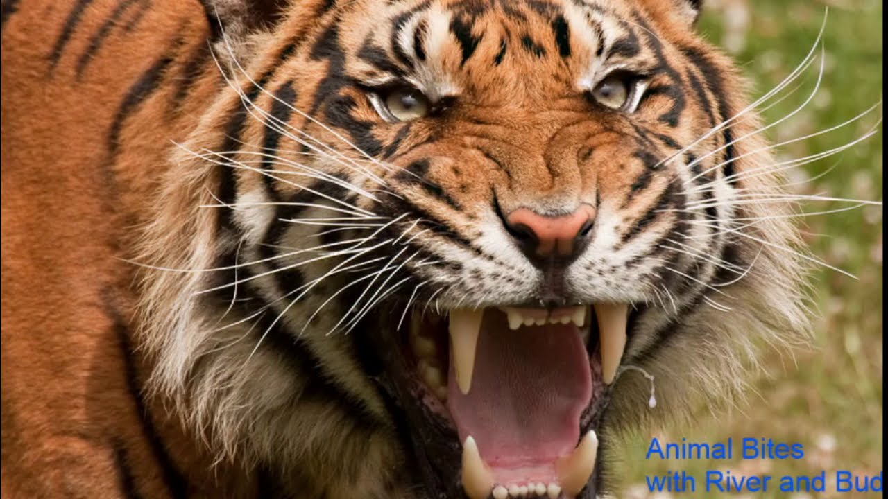 Ves...Vestig... Evolutionary Leftovers