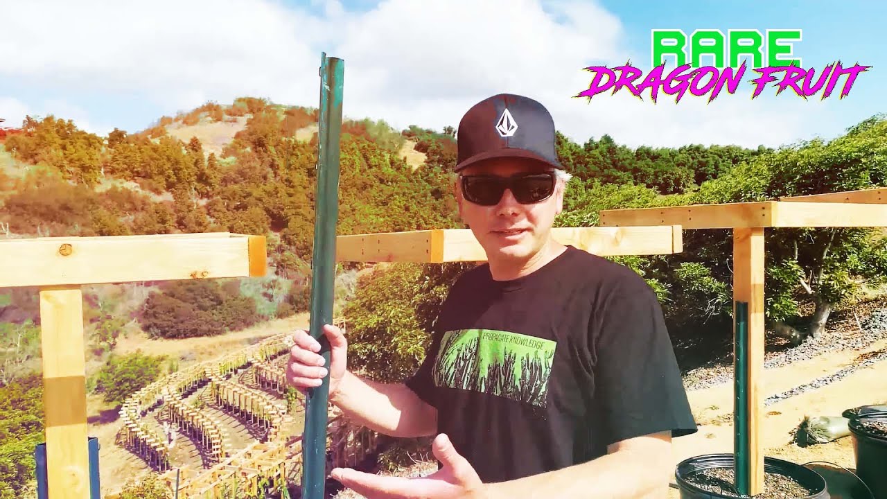 Простые схемы и способы создания решетки для выращивания плодов дракона