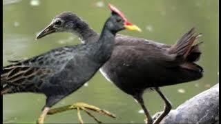 SUARA AYAMAN DAN RUAK RUAK