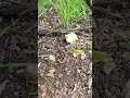 Milk Snake! #herping #snake