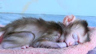 Sleeping well gorgeous baby monkey sucking thumb