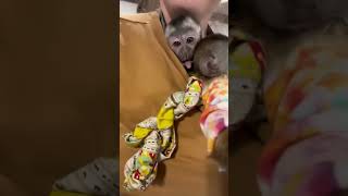 We went to goodwill bins today ! #adorableanimals #monkeysoftiktok #foryoupage #monkeyboy #princess