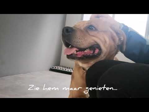 Video: 8 Dingen Die Dierenasielen Willen Weten Over Pit Bull-honden