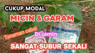 MODAL MICIN & GARAM buat pemupukan & penyemprotan ke 2 di usia 14hst pada tanaman cabai rawit