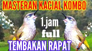 masteran cucak kombo gacor full tembakan rapat || kacial kombo gacor screenshot 4