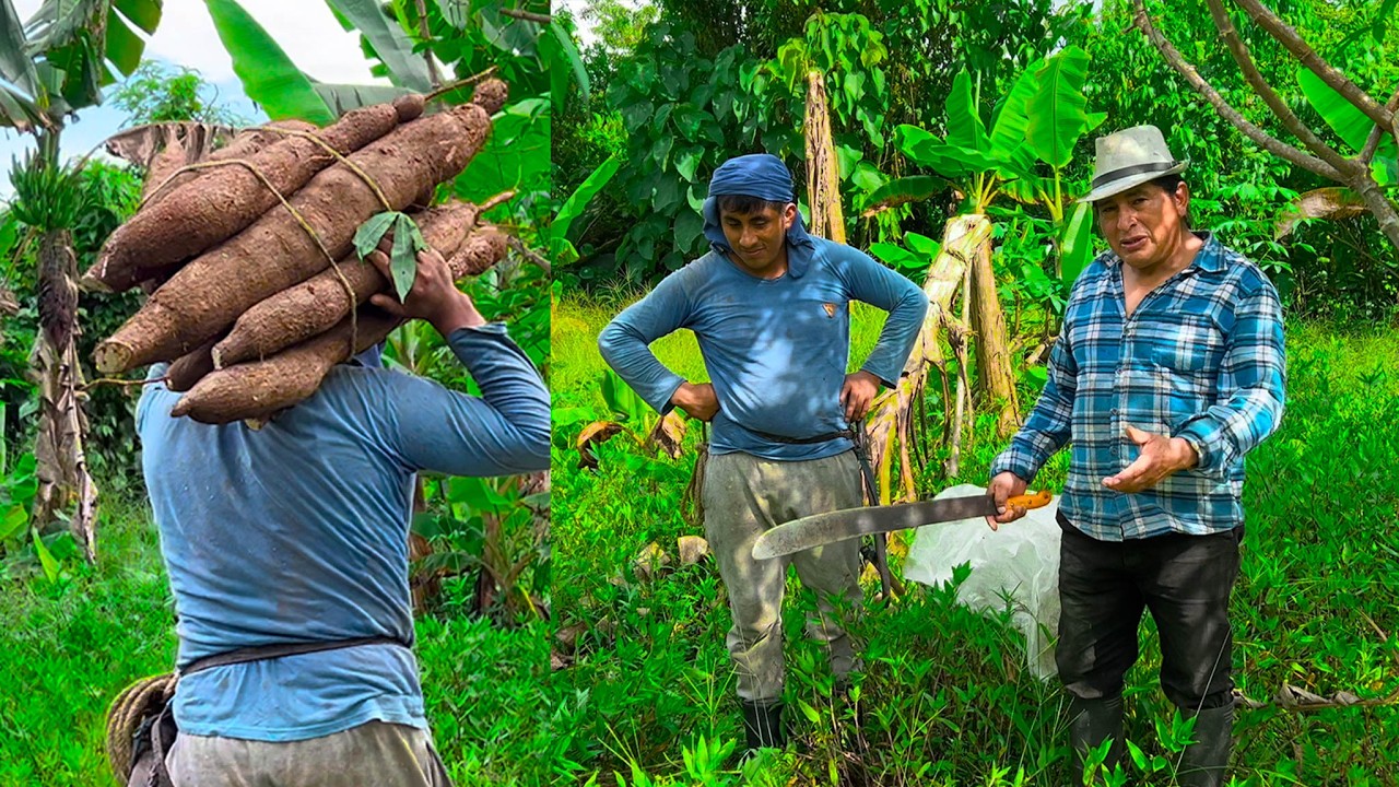 Le regalé la planta de YUCA MÁS GRANDE a mi Amigo Hormiga | Don Valentin