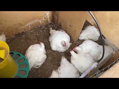 Хрипы у бройлеров. Каким препаратом лечить? Часть 1