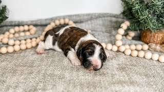 Meet the Pups (Wrigley x Prince 2023)