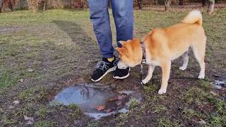 Shiba Inu protecting its owner from an icy puddle, #shibainu #dog #funnypets #柴犬 #meme