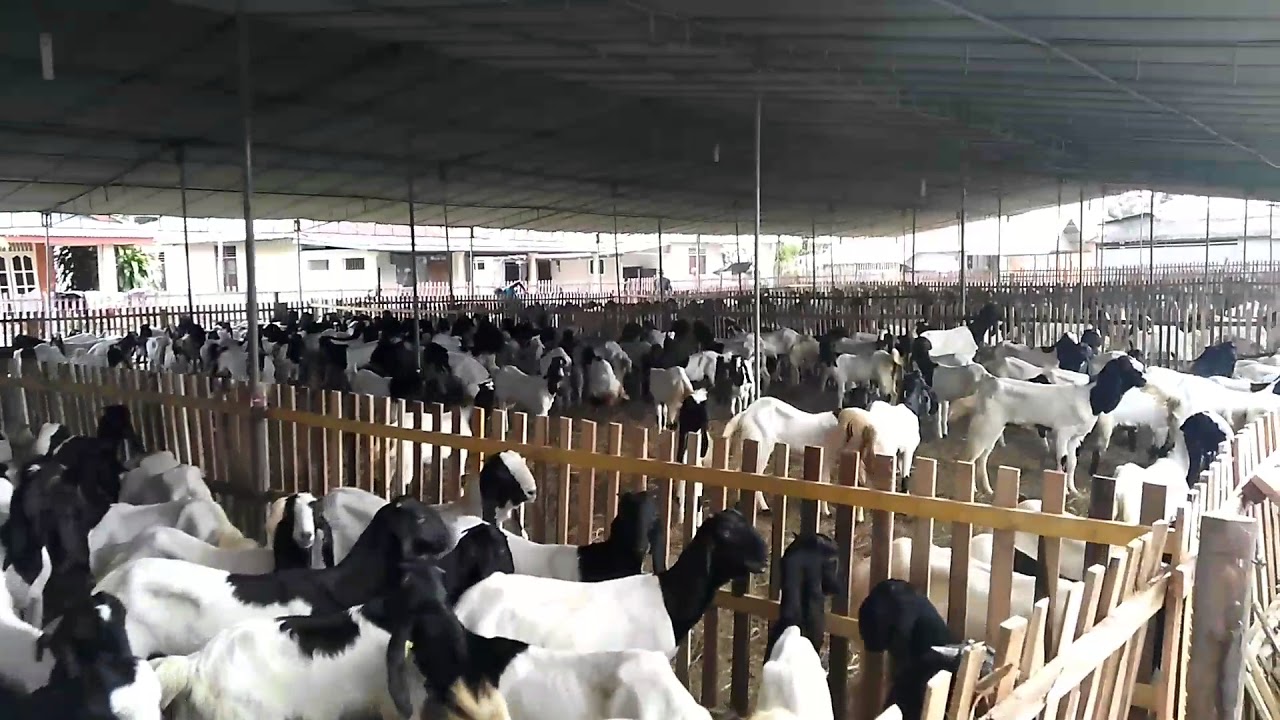 Kambing PE ras Kaligesing 