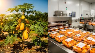 Inside A Modern Papaya Factory From Farm To Dessert Full Processing Journey