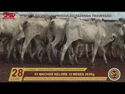 LOTE 28