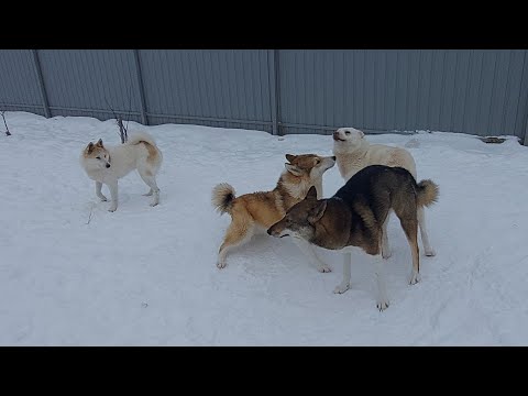 Unscheduled mating of Kayur and Zlata / We are expecting puppies/