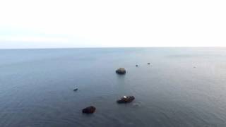 Manomet Point Seals