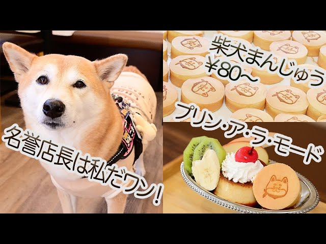 柴犬饅頭★お茶の時間set sddefault.jpg