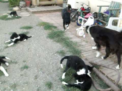 border collie puppies for sale california puppyfinder akc border collies funnydog tv border collie puppies for sale california puppyfinder akc border collies funnydog tv